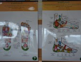 Reflexologie plosky nohy II – vnitřní orgány a diagnostika